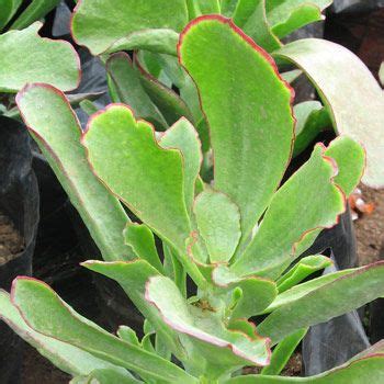 Oblonga котиледон орбикулата (округлый) в. Cotyledon orbiculata var flanaganii - 10cm Clipping ...