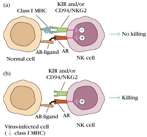 15 Effector Mechanisms Of Cell Mediated Immune Response Greekdoctor