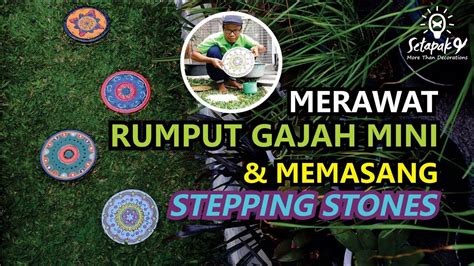 Menyirami secara tidak langsung (semprotkan seperti air hujan), ke rumput yang baru ditanam secara rutin. MERAWAT RUMPUT GAJAH MINI & MEMASANG STEPPING STONES - YouTube