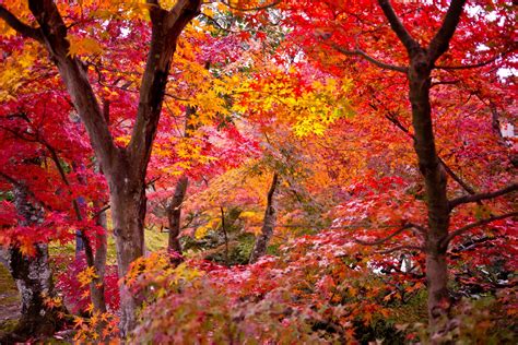 Los Mejores árboles De Sombra Árboles De Sombra Arte De árboles