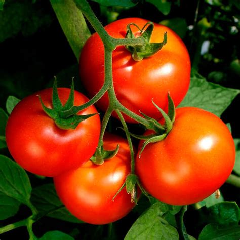 Celebrity Hybrid Tomato Seeds Bush Type 2315 Osc Seeds