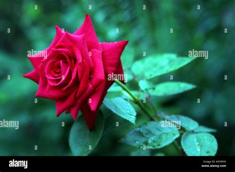 Single Red Rose Stock Photo Alamy