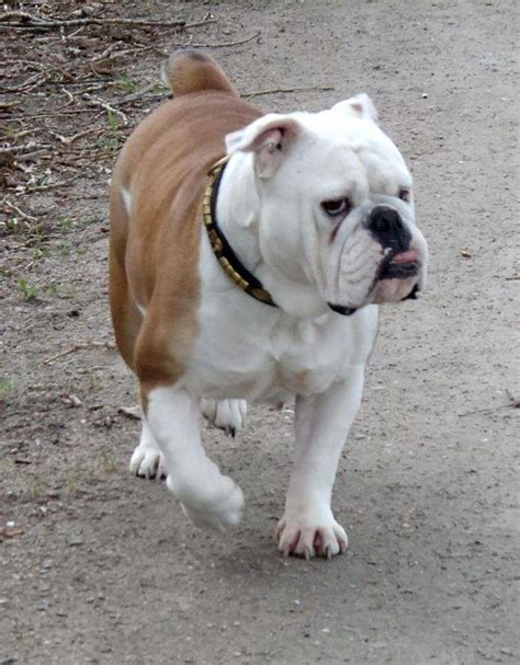 Interested in adopting a bulldog from english bulldog ~milton~english bulldog available for adoption in texas 86 best Baggy Bulldog Rescue images on Pinterest | Bulldog ...
