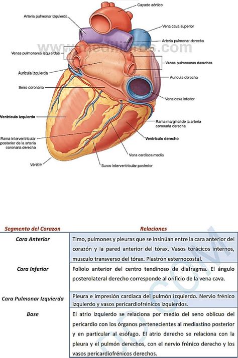 Resumen Corazon Anatomia Kinesiologia Y Fisioterapia Unc Filadd