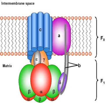 This enzyme interconverts two major energy currencies of a living cell: Animations Electron Transport Chain And ATP Synthase Complex
