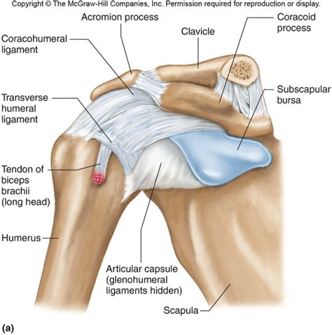 The transverse humeral ligament is not shown on this diagram. Bones, Muscle, and Articulations Flashcards | Easy Notecards