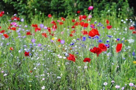 Summer Meadow Stock Photo Image Of Flowers Wild Field 33440100