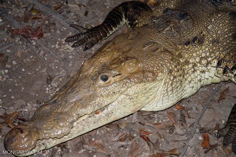 American Crocodile Crocodylus Acutus Local Name Aligata Or