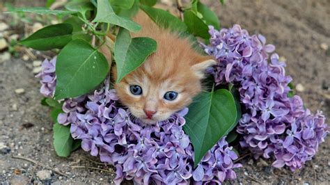 Kitten In Lilac Flowers Branches Wallpapers Share