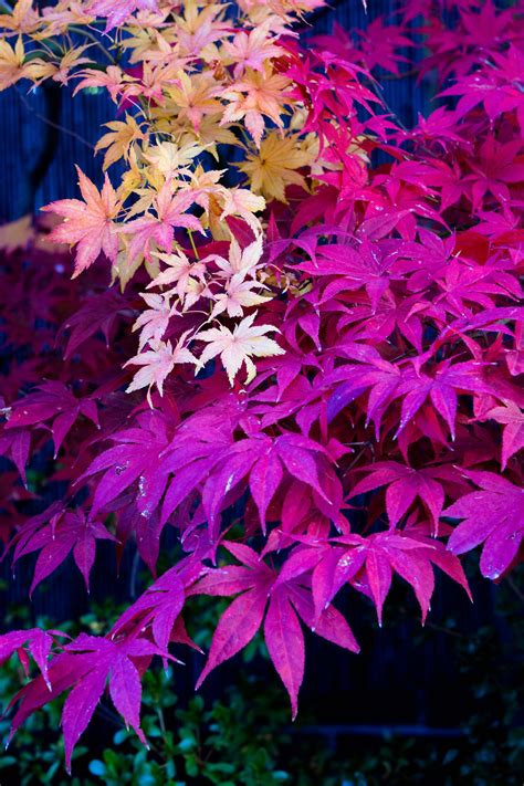 Acer Palmatum Atropurpurea And Shigitatsu Sawa Japanese Maple Garden