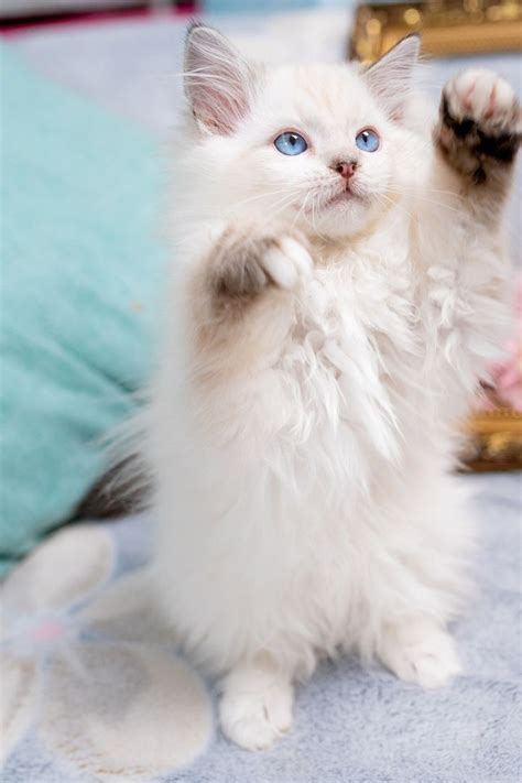 Ragdoll Personality Traits In 2020 With Images Pretty Cats Cute