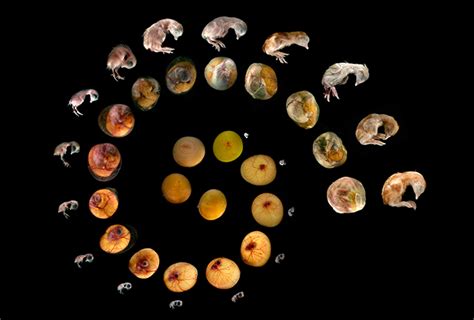 The 100 acre san diego zoo is home to more than 3. Animal Kingdom: Cell Press