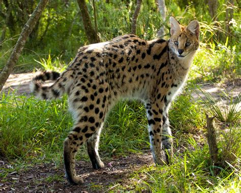 Mengenal Kucing Serval Satwa Liar Asal Afrika Selatan