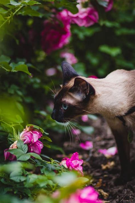 Short Haired Siamese Cat Stock Photo 04 Free Download