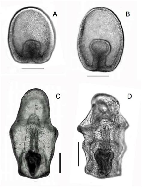 Embryos And Larvae Of Protoreaster Nodosus Obtained From Spontaneously