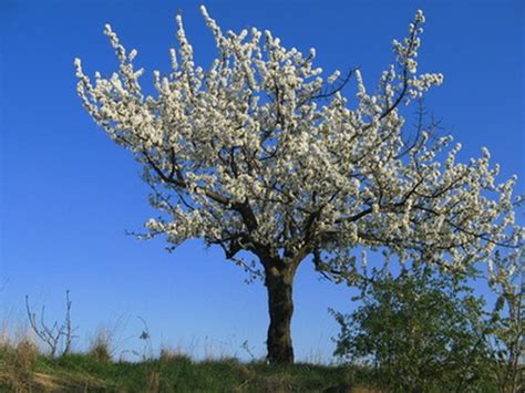 Nov 16, 2019 · 'red russian' is cold hardy, just like other varieties. The Best Time to Plant Fruit Trees in Wisconsin | Hunker