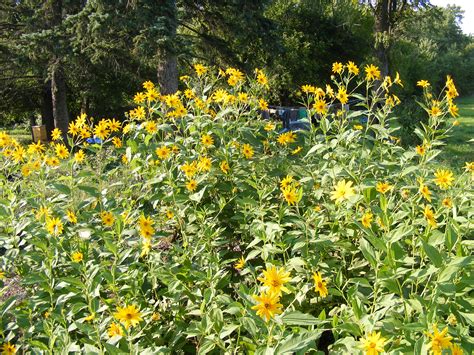 Polish your personal project or design with these jerusalem artichoke transparent png images, make it even more personalized and more attractive. Veggie Highlight: Jerusalem Artichokes (Sunchokes)