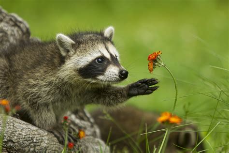 28 Cute Raccoon Pics You Need In Your Life Reader’s Digest