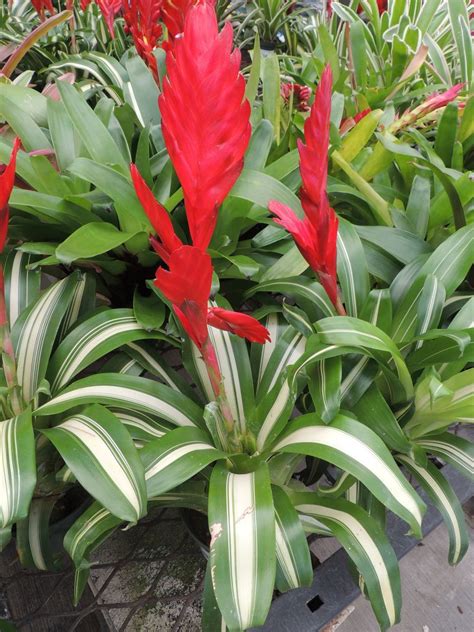 Plantfiles Pictures Vriesea Bromeliad Robin Vriesea By Palmbob