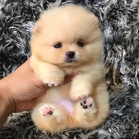 Teddy Bear Teacup Pomeranian The Cutest Dog Ever
