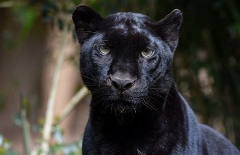 Black Panther Muzzle Predator Wallpaper Panther Cute Animals