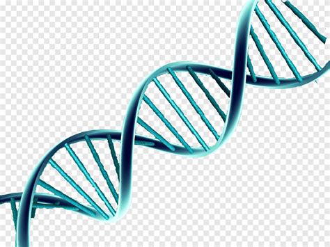 Green Spiral Illustration Dna Nucleic Acid Double Helix Genetics Exam