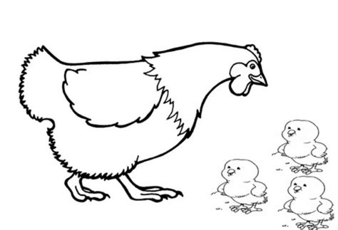 Belajar Mewarnai Gambar Binatang Ayam Untuk Anak