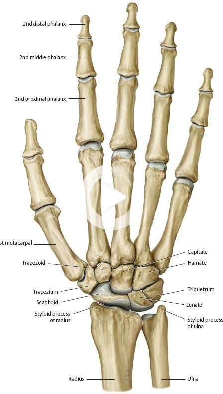 Maybe you would like to learn more about one of these? Polso & Hand - Atlante di Anatomia in 2020 | Anatomy bones ...