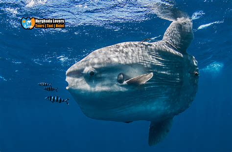 Ocean Sunfish Mola Mola Biggest Red Sea Fish Diving In Egypt