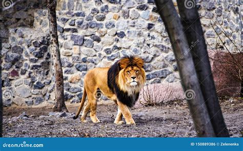 Beautiful Mighty Lion Stock Photo Image Of Feline Life 150889386