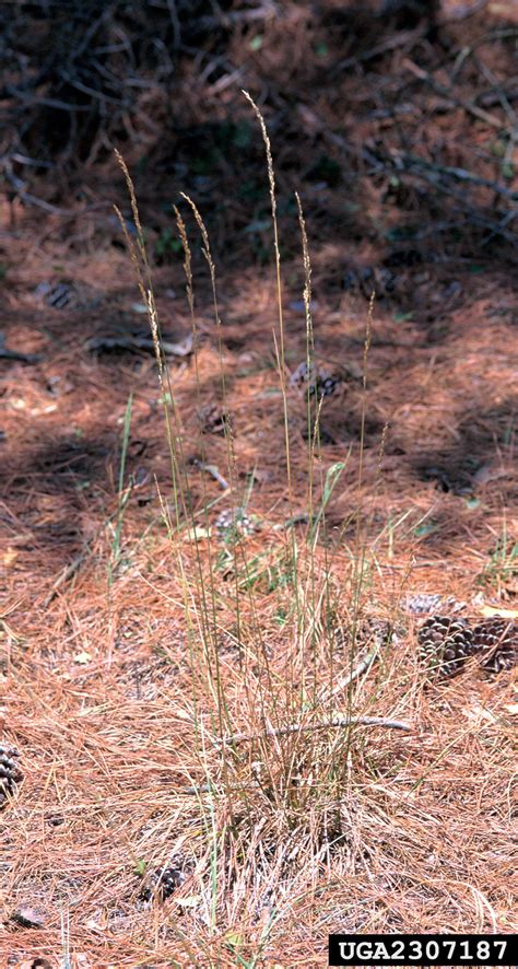 Tall Fescue Nonnative Invasive Plants Of Southern Forests A Field