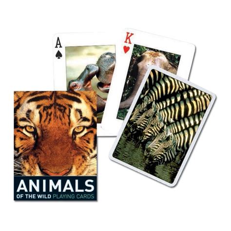 Animals Of The Wild 55 Cards