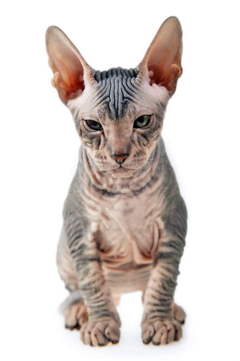 Hairless Oriental Cat Stock Image Image Of Nose Ears 20434559