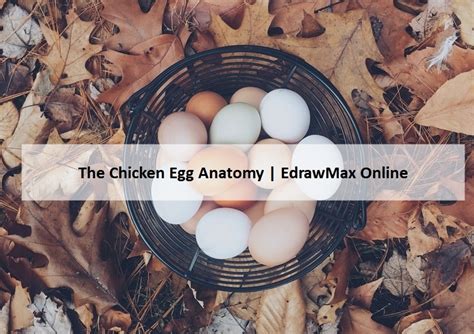 A Guide To Understand Chicken Egg With Diagram Edrawmax Online
