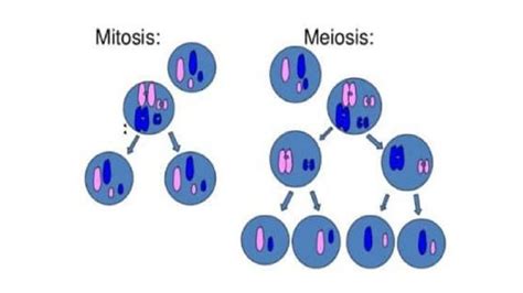 Perbedaan Mitosis Dan Meiosis Pada Proses Pembelahan Sel