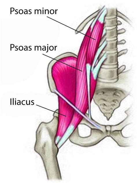 Figure Psoas Major And Minor Muscles And Iliacus Muscle Contributed