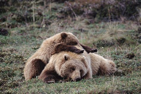 Grizzly Bear Ursus Arctos Horribilis Photograph By Michael Quinton