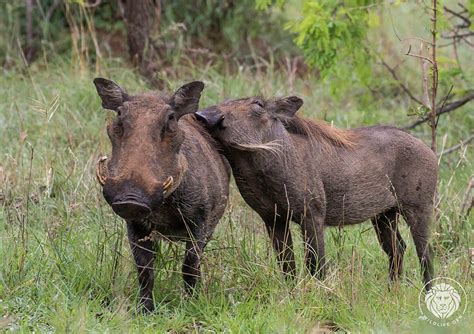 Wildlife Den South African Wildlife Photography Warthog Cuddles
