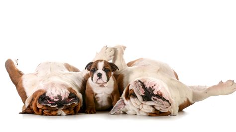 Wallpaper Puppy Bulldog Dogs Funny Three 3 Animals White