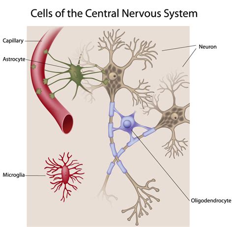 Neuroglia The Army Of The Nervous System Interactive Biology With