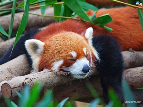 We have a massive amount of hd images that will make your computer or smartphone. Full HD Wide Nature Wallpapers & Images I Beautiful Nature ...