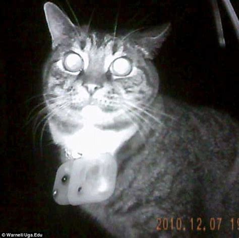 Kittycam Collar Camera Reveals Domestic Cats Secret