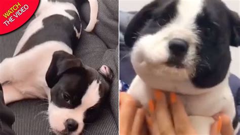 Puppys Face Swells Up To Look Like An Inflated Panda After He Ate A