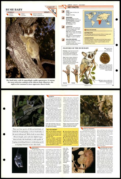 Bush Baby 27 Mammals Wildlife Fact File Fold Out Card 253 Picclick