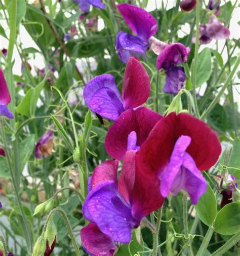 Sweet Peas How To Plant Grow And Care For Sweet Pea Flowers The
