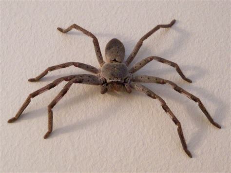 Huntsman Spiders In Australia Treated In The Sydney Region