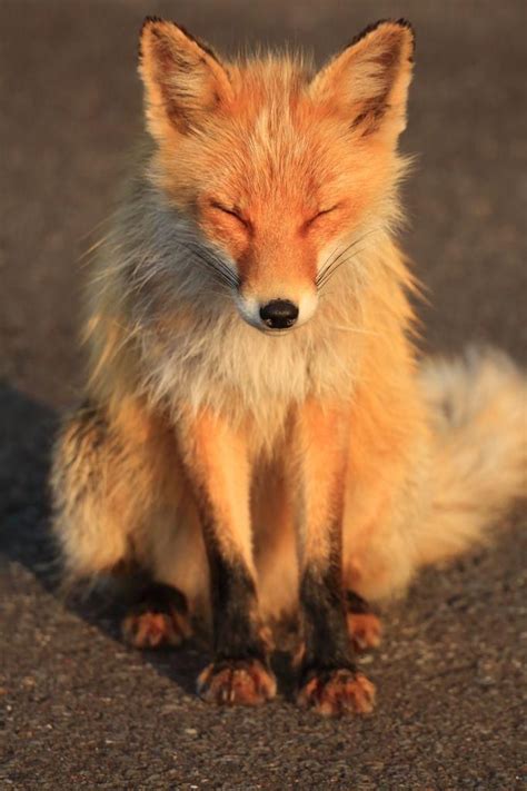 Fox Look Like Parote