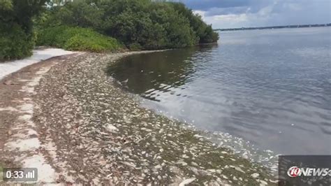 Red Tide Kills Fish From Sarasota To Pinellas County Wtsp Com