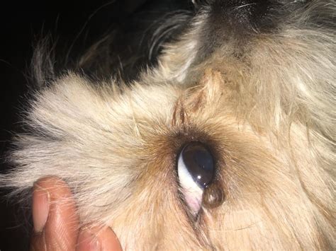 My Dog Has A Bump On Her Bottom Eyelid That Seems To Be Fluid Filled