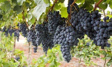 List Of 10 How To Grow Grapes For Winemaking